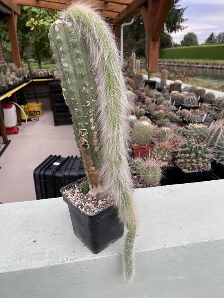 Cleistocactus winterocereus colademononis